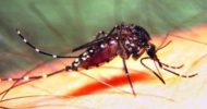 নড়াইলসহ চার জেলায় ডেঙ্গু রোগী বাড়ায় উদ্বেগ-উৎকণ্ঠা!