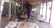 ক্রেতা না থাকায় বিপাকে দুগ্ধ খামারিরা!