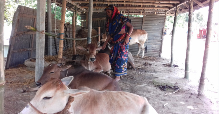ক্রেতা না থাকায় বিপাকে দুগ্ধ খামারিরা!