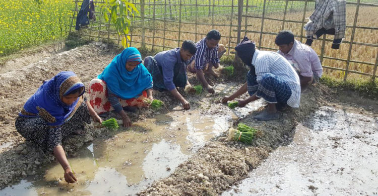 পেঁয়াজ চাষে ব্যস্ত নারী-পুরুষ