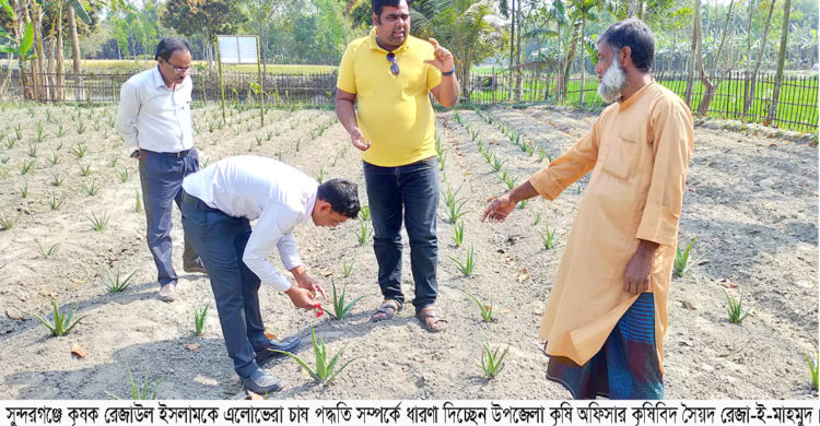 সুন্দরগঞ্জে ‘এ্যালোভেরা চাষ’ ব্যাপক সাড়া জাগিয়েছে